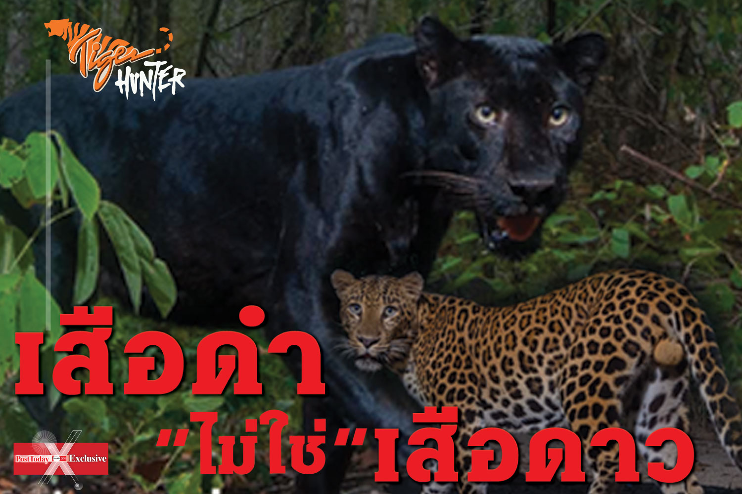 เสือดำไม่ใช่เสือดาว